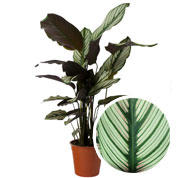 Calathea, folhagem verde e branca